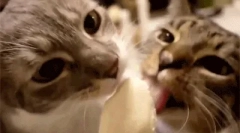 Може ли котките да ядат сладки?